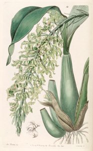 Gomesa crispa (syn. Rodriguezia crispa)